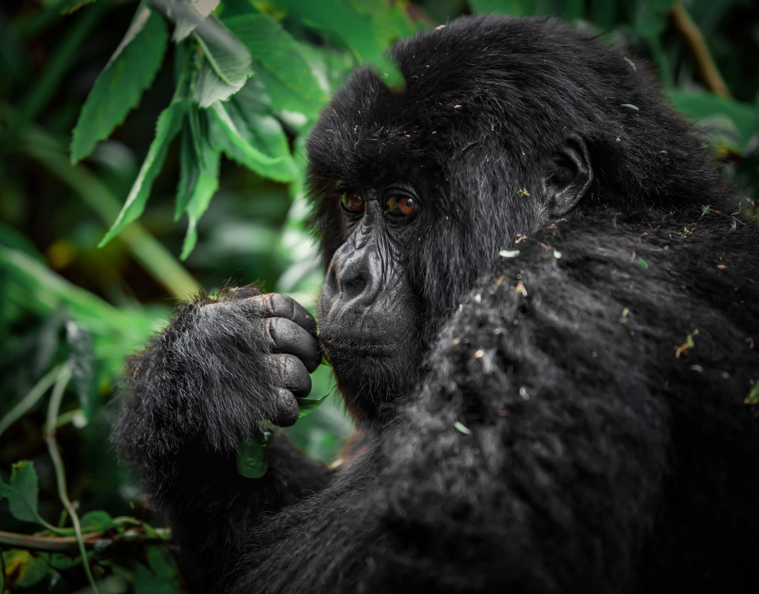 Uganda Gorilla Tours - Affordable Gorilla Tours from $200