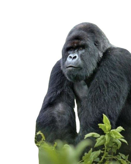 Uganda Gorilla Tours - Affordable Gorilla Tours from $200