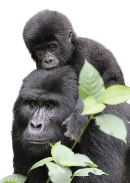 Uganda Gorilla Tours - Affordable Gorilla Tours from $200