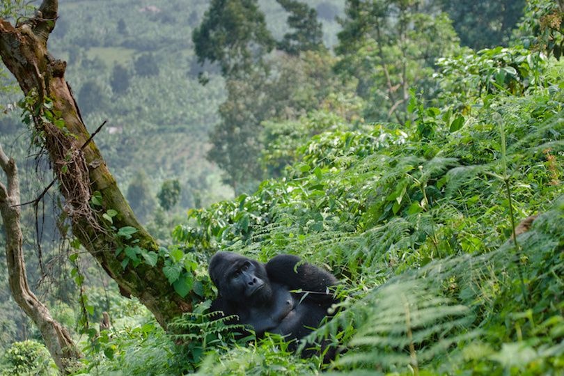 Bwindi Impenetrable National Park - Affordable Gorilla trekking in Uganda