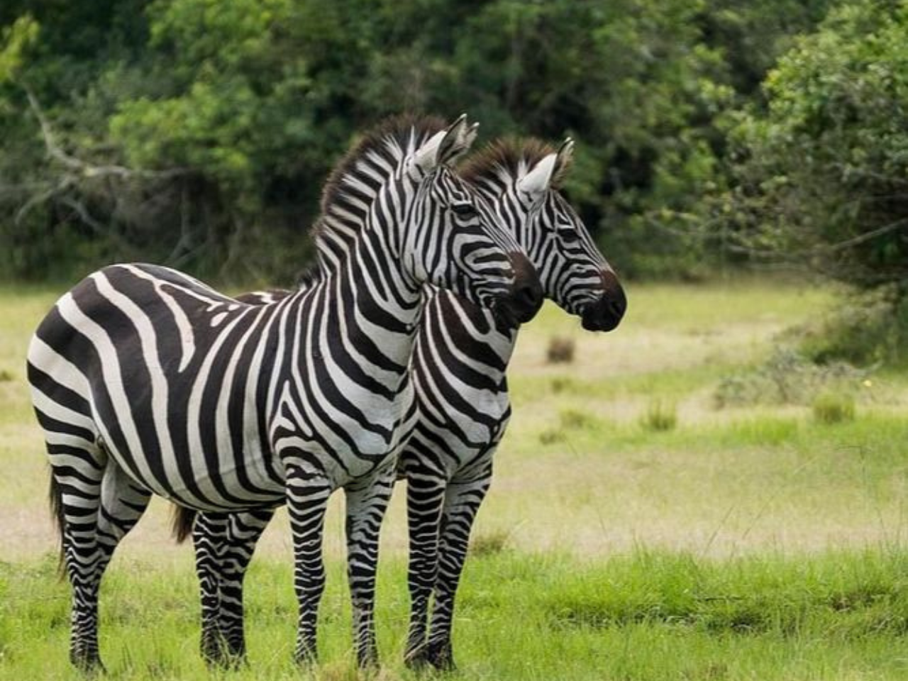 Zebras in Lake Mburo National Park