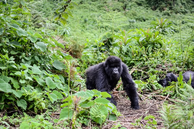 Uganda Gorilla Tours - mountain gorilla in BWINDI