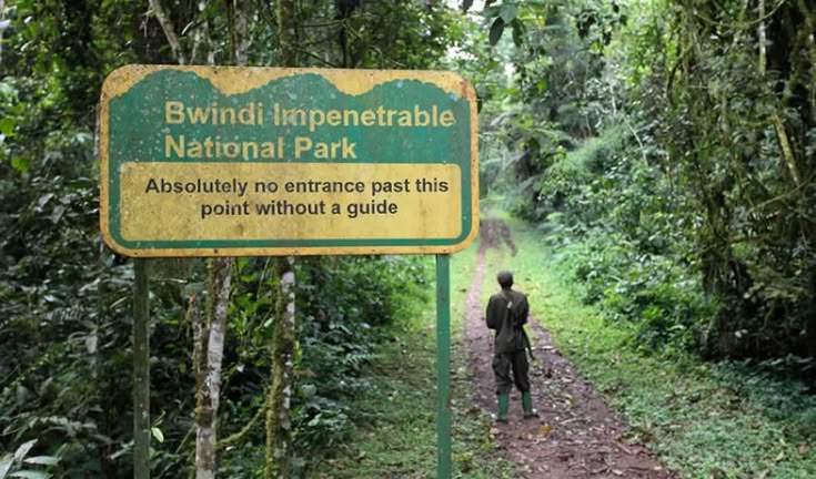 Bwindi Impenetrable National Park - Affordable Gorilla trekking in Uganda