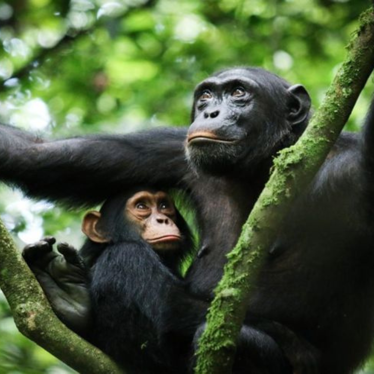Uganda gorilla tours - Chimpanzees