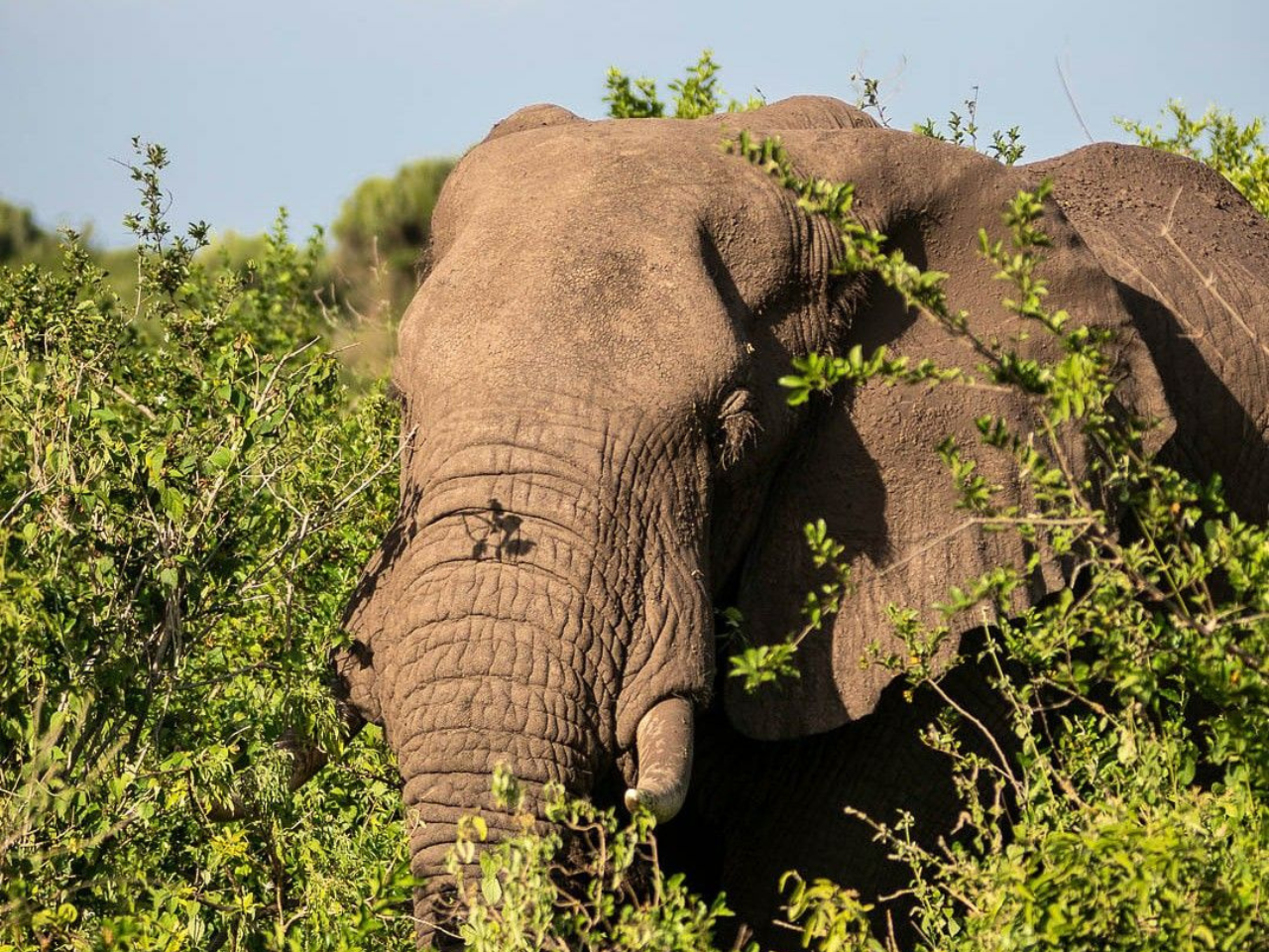 Uganda gorilla tours - Elephants in Queen Elizabeth National Park