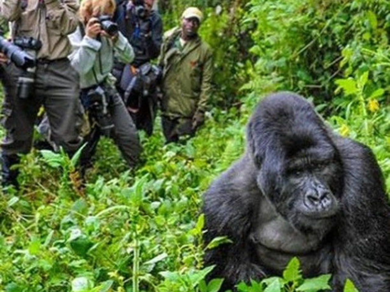Uganda gorilla tours - Gorilla habituation experience