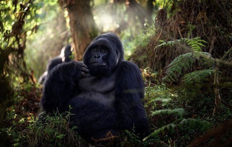 Uganda Gorilla Tours - 3 Day gorilla trekking in Bwindi