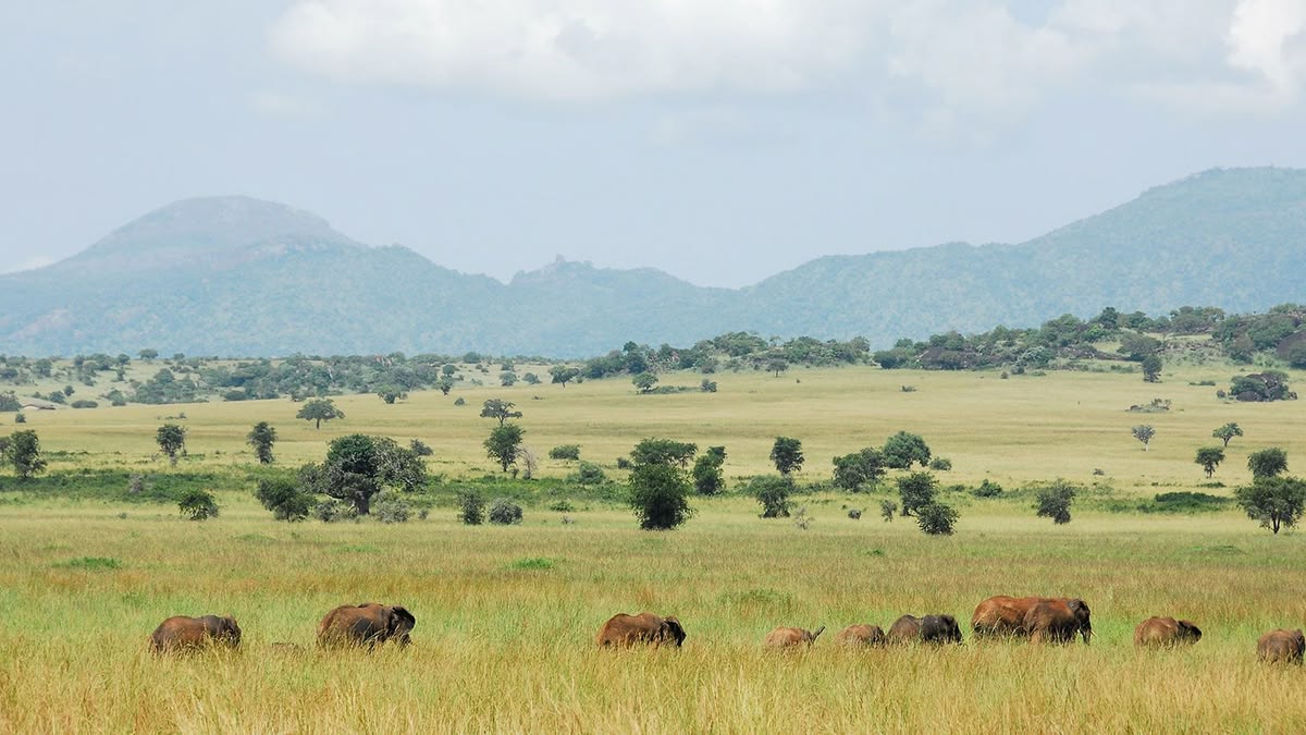 Kidepo Valley National Park - Affordable Uganda Wildlife safaris