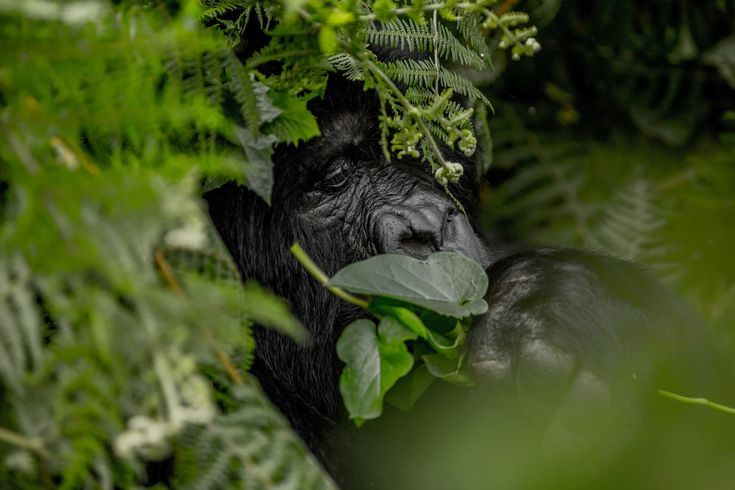 Fly in Gorilla Safaris
