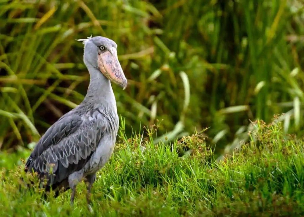 Shoe Bill Stork - Uganda Gorilla Tours