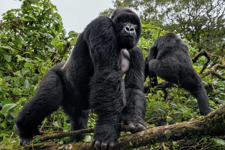 Gorilla trekking safaris in Uganda