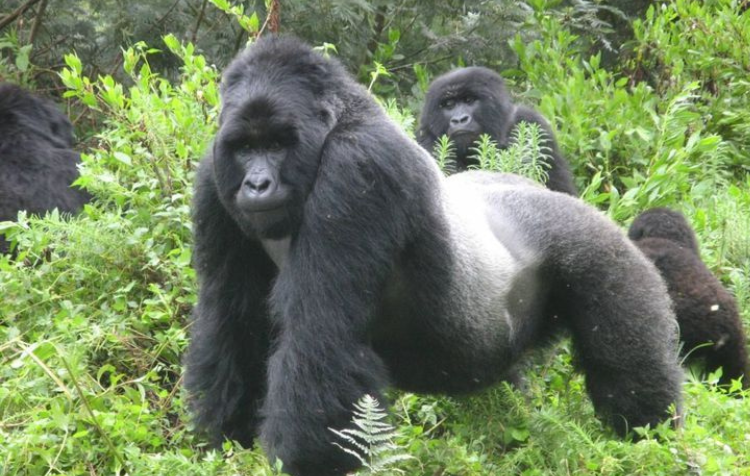 Uganda Gorilla Tours 5 Days Uganda experience
