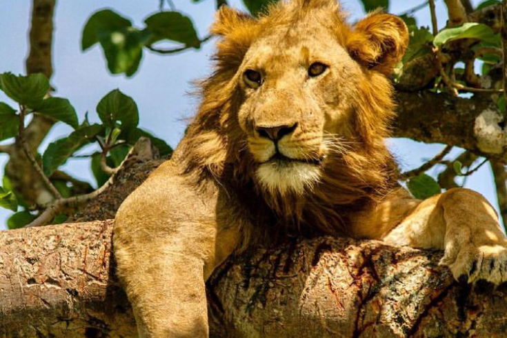 Uganda Gorilla tours - tree climbing lions in Murchison
