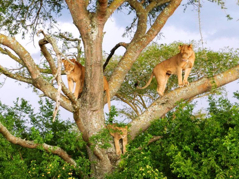 Queen Elizabeth National Park