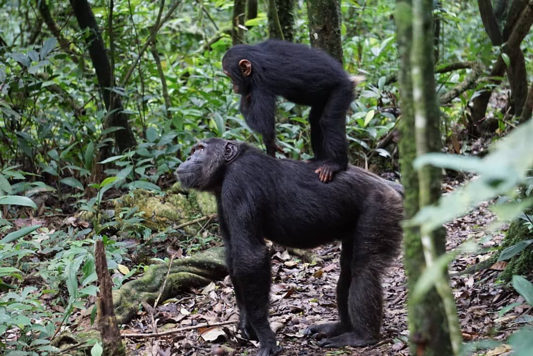 Kibale Forest National Park
