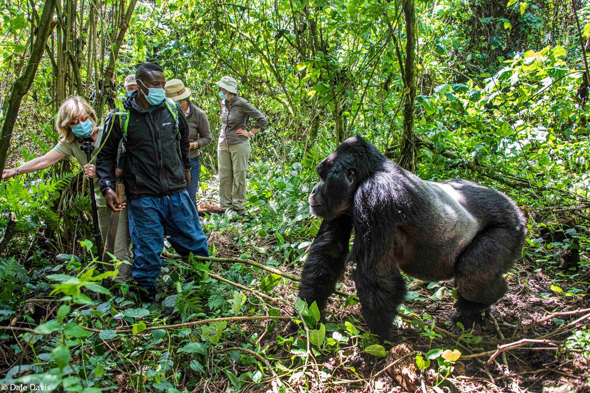 Gorilla Trekking In Uganda  - Affordable Gorilla Safaris from $300