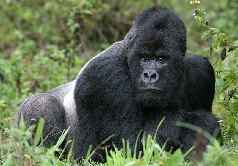 HOW TO APPLY FOR RWANDA OR UGANDA VISA BEFORE A GORILLA TREK SAFARI Before crossing the border, you must to apply for a visa to Rwanda online through www.migration.gov.rw . Although, a visa can be acquired at the border, it is advisable to apply for it at least two weeks in advance of travel to reduce on the time taken at the boarder. At times, to complete all the border procedures you may take about 2 hours yet you need to get there on time and relax. However nationals from Germany, Tanzania, Uganda, United Kingdom, Mauritius, Kenya, Singapore, South Africa, Burundi, D.R. Congo, USA and Canada may enter freely in Rwanda. Other travellers must apply for there visa in advance of travel. For Uganda, one can acquire a tourist visa at any Ugandan entry point like Entebbe immigration, Cyanika and the procedures do not take long. WHERE TO STAY BEFORE GORILLA TREKKING IN RWANDA Various accommodations available in Musaze and to be closer to the gorillas you may spend the night in Kinigi. Some of the accommodations available include: Sabyinyo silverback Lodge Kinigi guest House Virunga Volcanoes Lodge Golden monkey Hotel La Palme Lebambou Mountain Gorilla View Lodge WHERE TO STAY BEFORE GORILLA TREKKING IN UGANDA In Uganda, gorilla trekking is done in Bwindi National park but this is divided into two sectors that is the northern sector which is further divided into Buhoma and Ruhija and the southern sector. It is advisable to book accommodation in the sector where you are going to do gorilla tracking because of the long distance between the two sectors. Buhoma gorilla safari accommodations include Gorilla Forest Camp Buhoma Community Rest House Engage lodge Silverback lodge Bwindi View Bandas Ruhija Gorilla Safari accommodations include Ruhija Gorilla Lodge Trekker’s Tavern Ruhija Community Rest Camp Nkuringo/ Rushaga Gorilla Safari accommodations include Nkuringo Gorilla Camp Clouds lodge Gorilla Safari Lodge Mgahinga National park gorilla safari lodges Kisoro Traveller’s Rest Camp Mt Gahinga Lodge Kisoro Tourist Hotel Please note that before you arrive in either Uganda or Rwanda for a memorable gorilla trekking experience, you will need to have purchased a gorilla trekking permit which can be obtained through a licensed tour operator through Uganda Wildlife Authority in Uganda and through the Rwanda Development board as well in Rwanda. Permits cost $800 per person per trek and $1500 per person per trek in Uganda and Rwanda respectively.